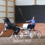 Approved KWPN Stallion Jaleet SSF - owned by Shooting Star Farm .