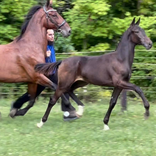 Dressage foals for sale - Five Phases Farm