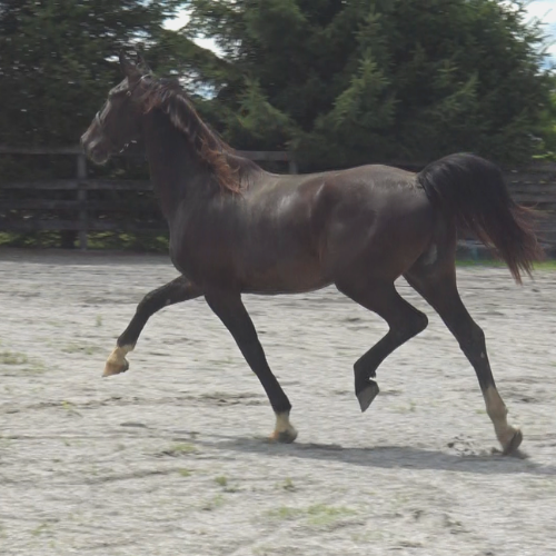Dressage horses for sale and training at Five Phases Farm - Orlando