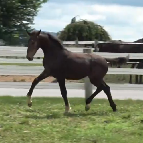 Dressage horses for sale in PA - Five Phases Farm