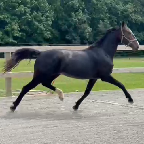 Dressage prospects for sale at Five Phases Farm - Monica
