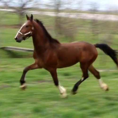 Dressage prospects for sale in PA at Five Phases Farm - Parker.