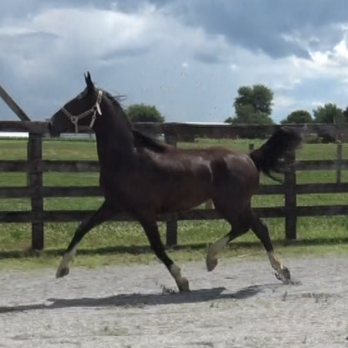 Dutch Harness Dressage Horses For Sale - Five Phases Farm - Orleen