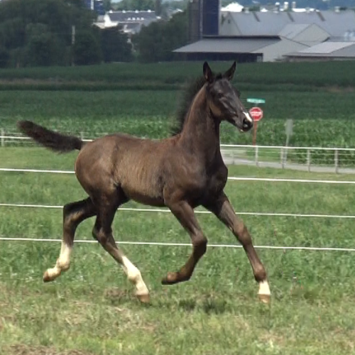 Dutch foals for sale - Five Phases Farm