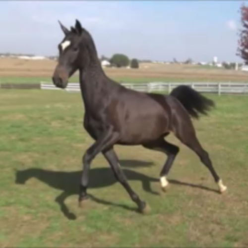 Dutch harness filly for sale Lakita