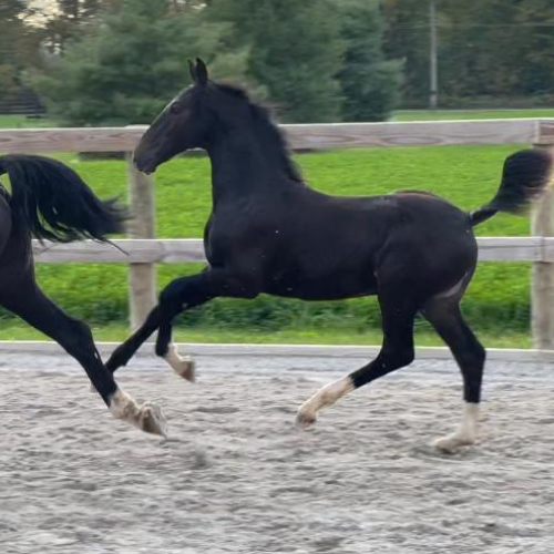 Dutch harness horses for sale - Five Phases Farm