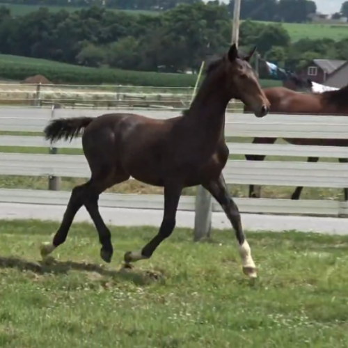 Dutch harness horses for sale - Five Phases Farm