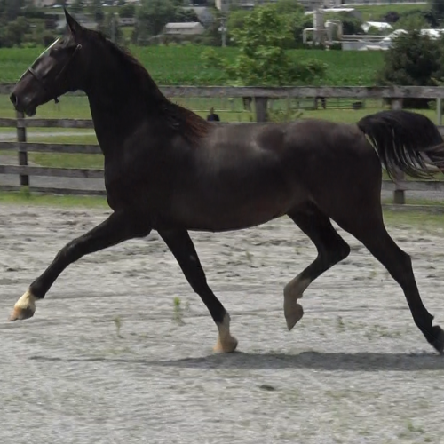 Dutch harness horses for sale - Orlando