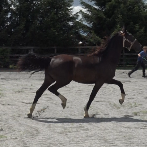 DDressage horse for sale - Five Phases Farm - Orleen
