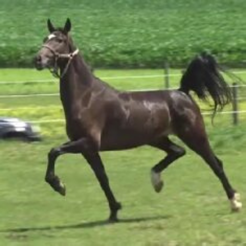 Fine harness horse for sale - Lakita