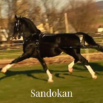 Imported KWPN Dutch harness stallion Sandokan 2