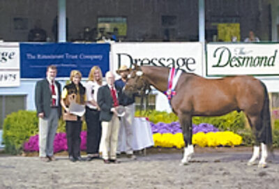 Oldenburg Verband Champion Dressage at Devon - Silvio - Five Phases Farm