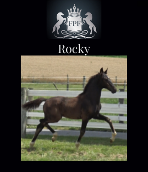 Rocky 2021 KWPN Colt Rocky