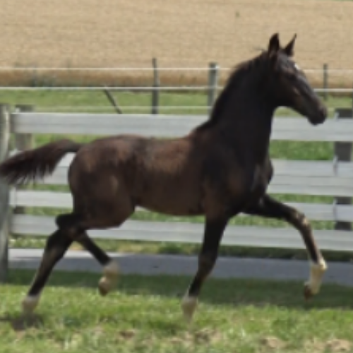 Stallion Prospect For Sale by Gaudi SSF (son of Totilas) Five Phases Farm