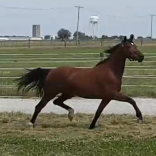 Young dressage horses for sale - Five Phases Farm - Oriah by Jaleet