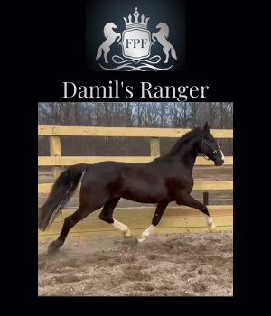 2019 KWPN Gelding Damil's Ranger - FPF