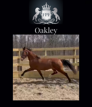 2019 KWPN Gelding Oakley