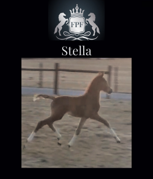 2022 KWPN Filly Stella