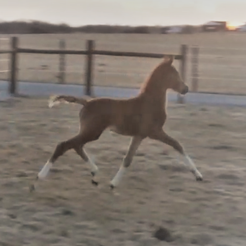 Dressage filly by Gaudi SSF (Totalis) - Stella