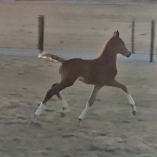 Dressage foals for sale at Five Phases Farm - Stella