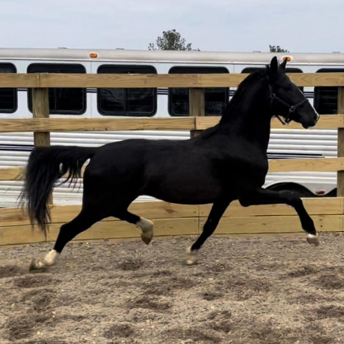 Dressage horse for sale - Patriot