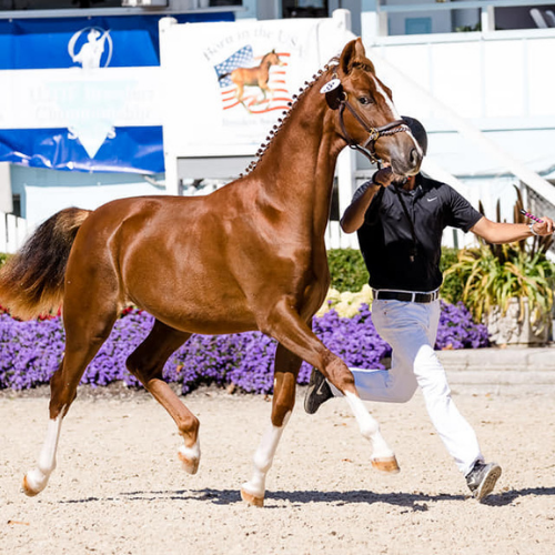 Dressage horses for sale - Five Phases Farm - Poseidon