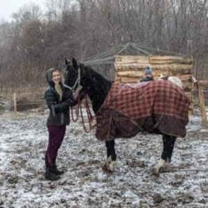 KWPN Colt by Gaudi – Five Phases Farm -Sold to Mélyssa in Canada – Rocky KWPN Colt by Gaudi - Five Phases Farm -Sold to Mélyssa in Canada - Rocky