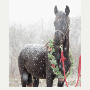 Rocky sold to Canada Rocky sold to Canada