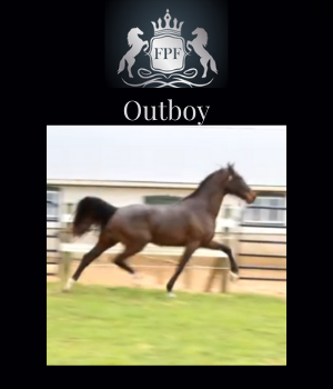 2019 KWPN Gelding Outboy