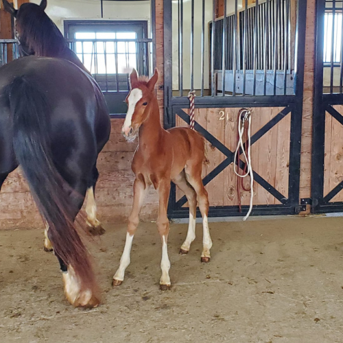 2022 Dressage foal for sale by Gaudi SSF (Totilas ) x Ga-Ronica (Sandokan) Five Phases Farm