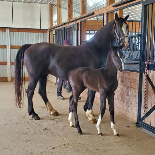 2022 Dressages foals for sale by Gaudi SSF (Totilas ) x Princess (Alex) Five Phases Farm