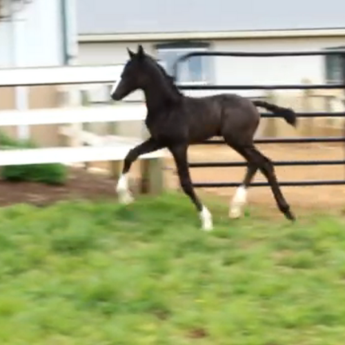 2022 Dressages foals for sale in PA by Gaudi SSF (Totilas ) x Princess (Alex) Five Phases Farm