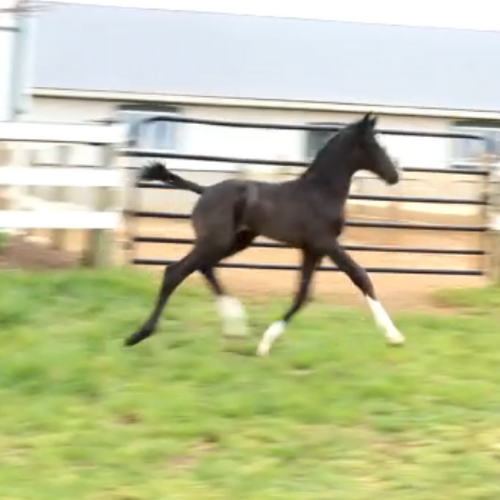 2022 Dressages foals for sale in USA by Gaudi SSF (Totilas ) x Princess (Alex) Five Phases Farm