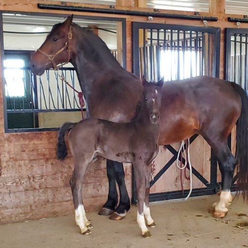 2022 KWPN Colt for sale by Gaudi SSF (Totilas ) x Princess (Dondersteen) Five Phases Farm