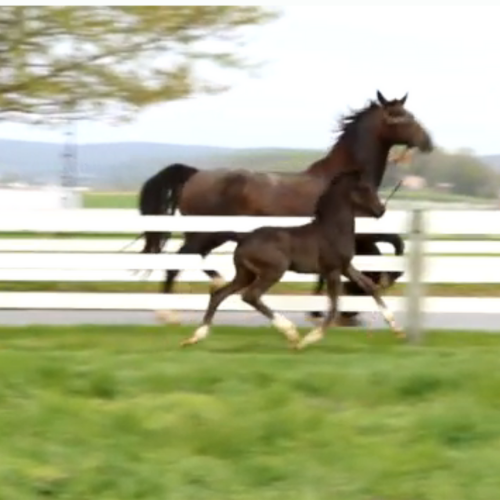 2022 KWPN Colt for sale by Gaudi SSF (Totilas ) x Princess (Alex) Five Phases Farm 2022 KWPN Colt for sale by Gaudi SSF (Totilas ) x Princess (Dondersteen) Five Phases Farm