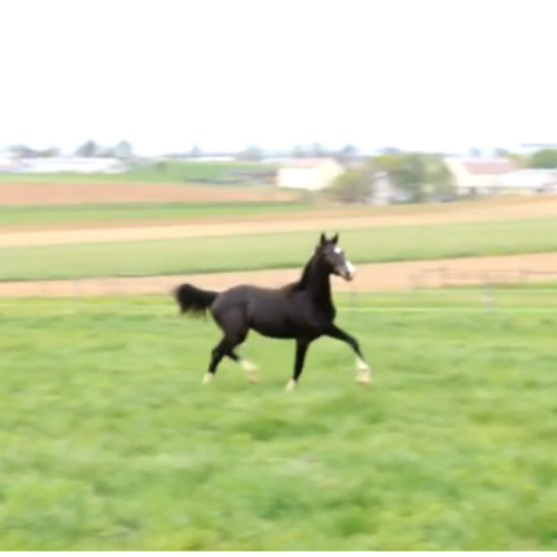 Dressage foals for sale in PA - Five Phases Farn - Rachelle