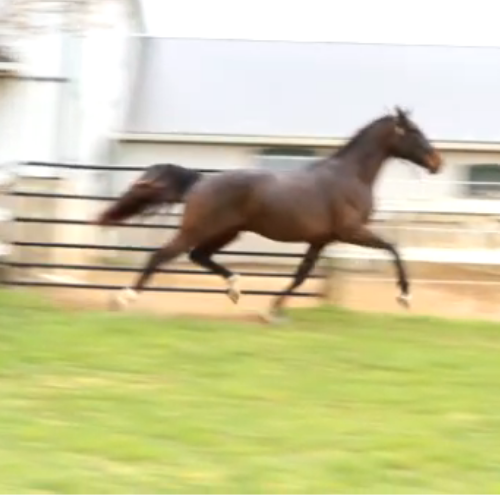 Dressage horses for sale in PA - Five Phases Farm - Outboy