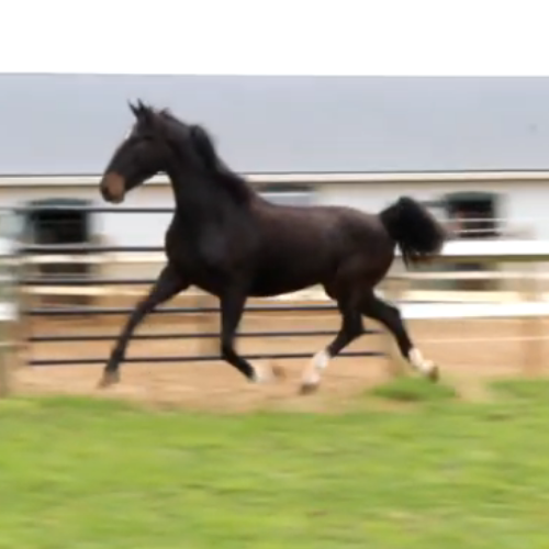 Dressage prospect for sale - Five Phases Farm - Orlakan