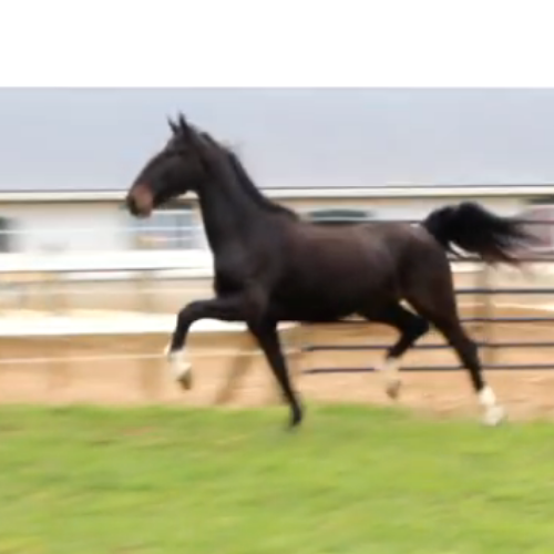 Dressage prospects for sale - Five Phases Farm - Orlakan