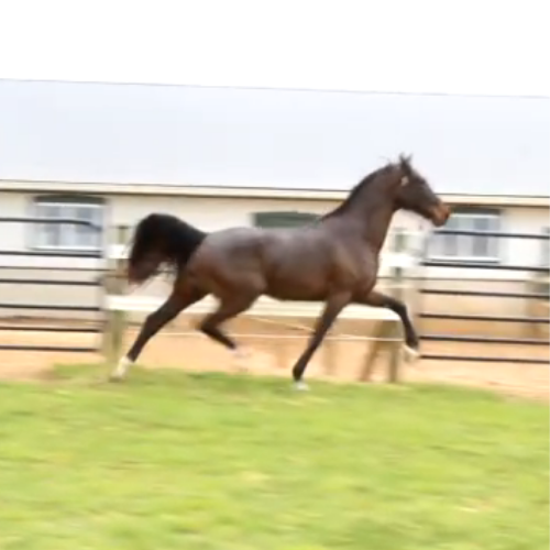 KWPN Dressage prospects for sale - Five Phases Farm - Outboy