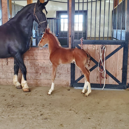 KWPN foal for sale by Gaudi SSF (Totilas ) x Ga-Ronica (Sandokan) Five Phases Farm