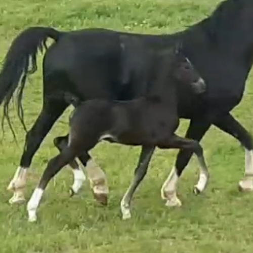 Dressage Foals For Sale - Colt by Dondersteen x Nel Mar Hummer - Five Phases Farm