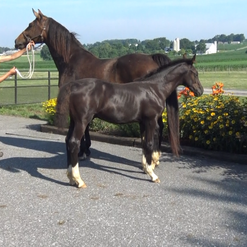2022 Dressage Prospects for sale by Gaudi SSF (Totilas ) - Five Phases Farm - Supreme