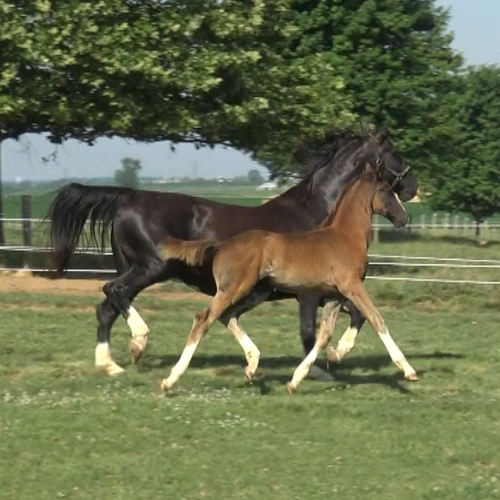 2022 Dressage foal for sale by Gaudi SSF (Totilas ) x Ga-Ronica (Sandokan) Five Phases Farm - Sarietta