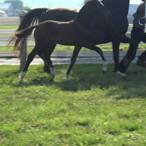 2022 Dressage foals for sale in Pennsylvania by Gaudi SSF (Totilas ) x Gotinke (Sandokan) Five Phases Farm - Sabrina