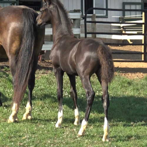 2022 Dressages foal for sale by Gaudi SSF - Five Phases Farm - Supreme