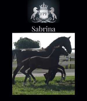 2022 KWPN Filly Sabrina