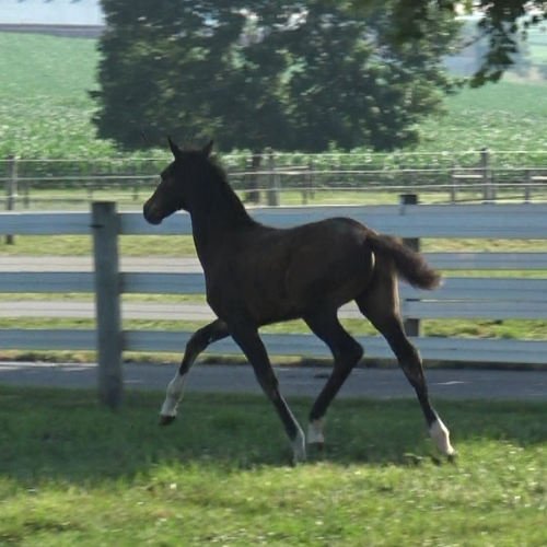 Dressage Foals for sale - Five Phases Farm - Sabrina