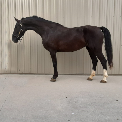 Dressage Horses for sale - Five Phases Farm - Olivianna
