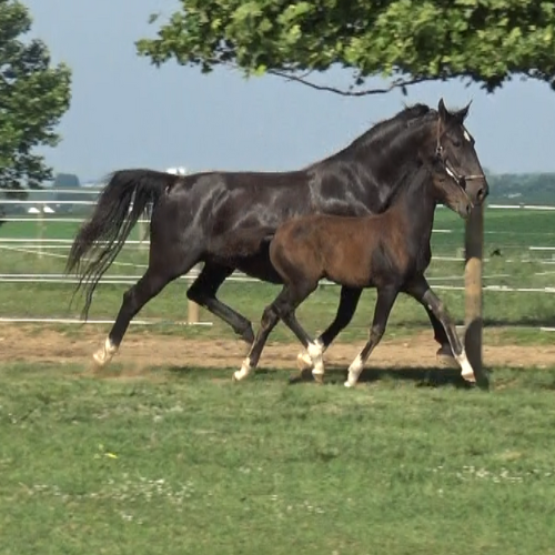 Dressage Prospects for sale - Five Phases Farm - Sabrina
